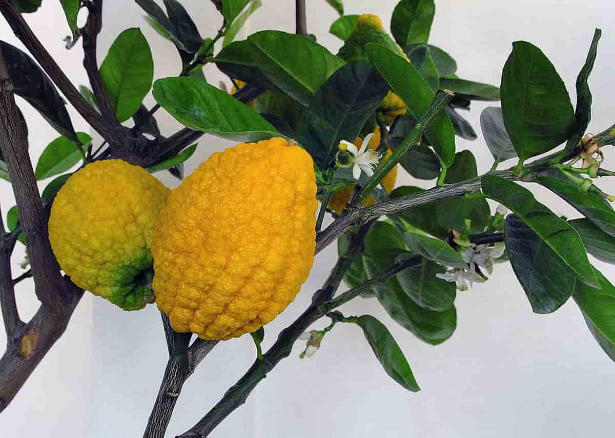 قیمت خرید بالنگ + فروش ویژه